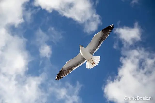 Seagull 5289474 640