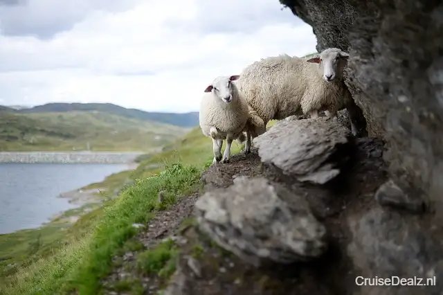 Sheep 1076405 640