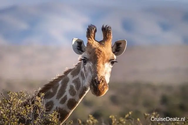 Silver Wind impressie