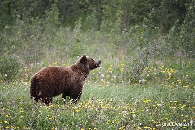 Cruisereis Alaska - Verenigde Staten € 4600,- | CruiseDealz