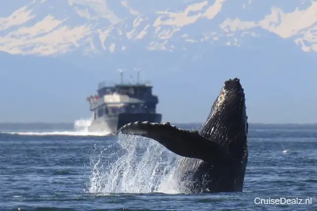 Humpback 1132769 1280