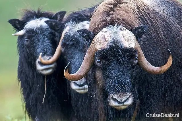 Muskox 144311 640