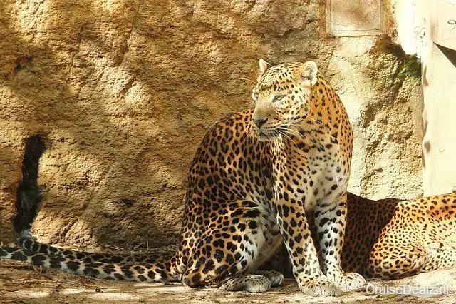 Panther Of Sri Lanka 1008739 640