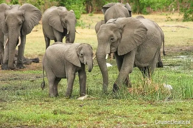 Elephants 2923917 640