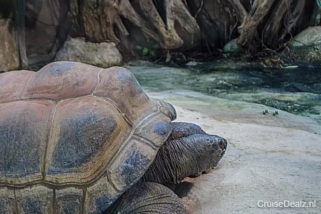 Seychelles Giant Tortoises 854045 640
