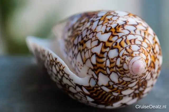 8 daagse Canarische Eilanden cruise met de AIDAcosma