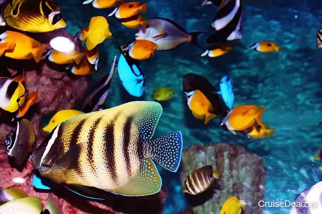Tropical Fish 2395616 640