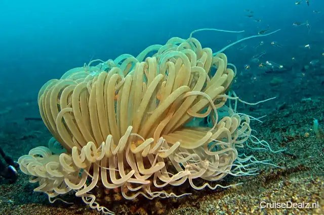 8 daagse Canarische Eilanden cruise met de Mein Schiff 7