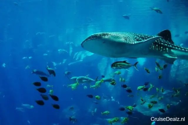 14 daagse Canarische Eilanden cruise met de Ventura