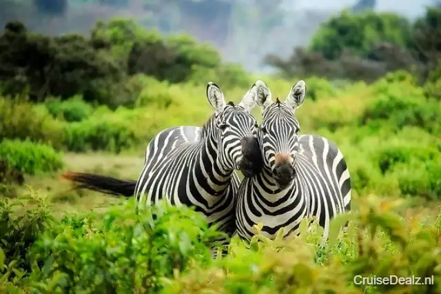 Zebras 1883654 640