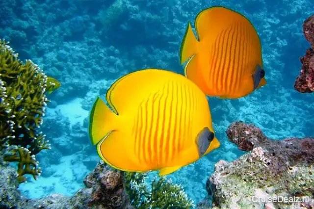 Zitronenfalter Fish 380037 640