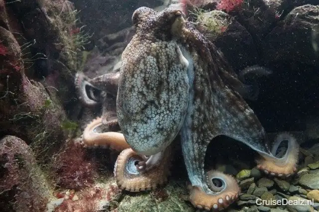 Octopus 428745 640