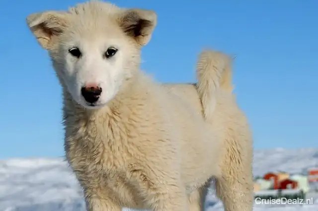 Greenland Dog 1969015 640