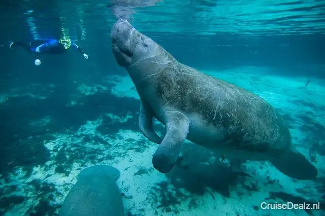 Manatee 387194 640