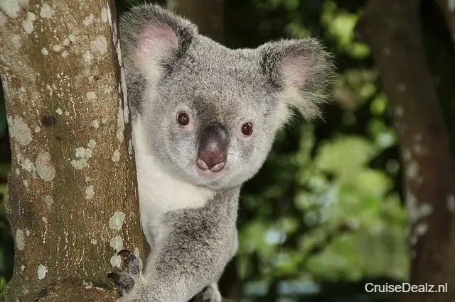 Australia 1068578 640