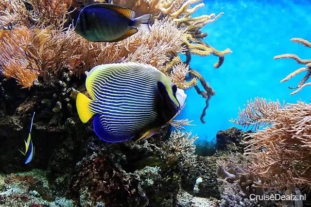 Coral 1355479 640