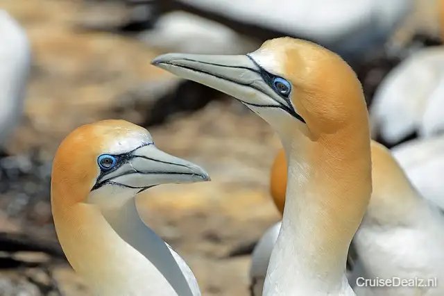 Northern Gannet 1126292 640