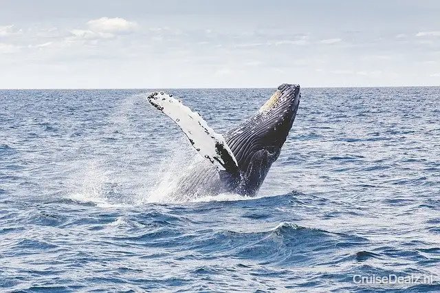 Humpback Whale 1209297 640