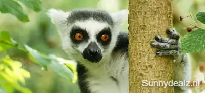 Madagascar 1252916 pixabay