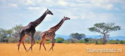 Rondreis thema safari