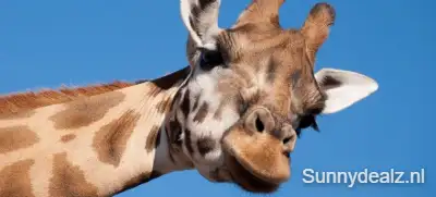 Beekse bergen 1124451 pixabay